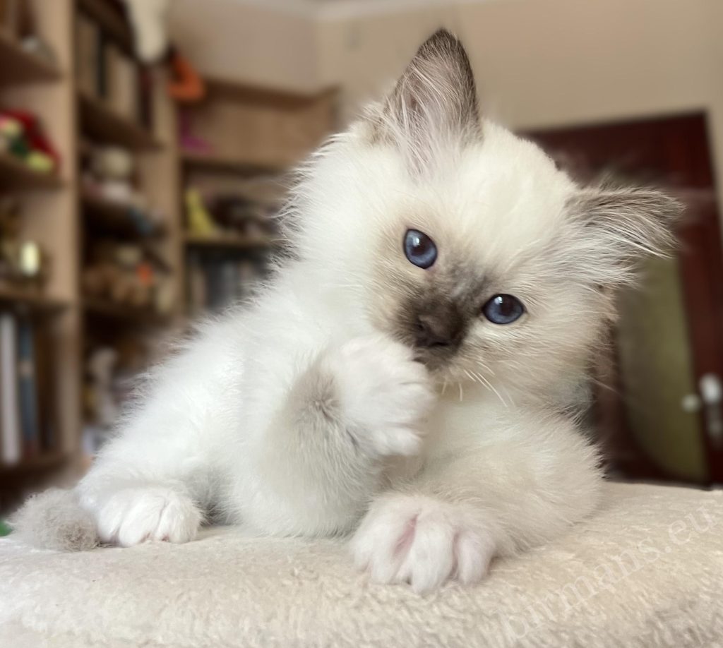 Saba Vela chocolate point Birman kitten at 8 weeks lying down, licking her paw