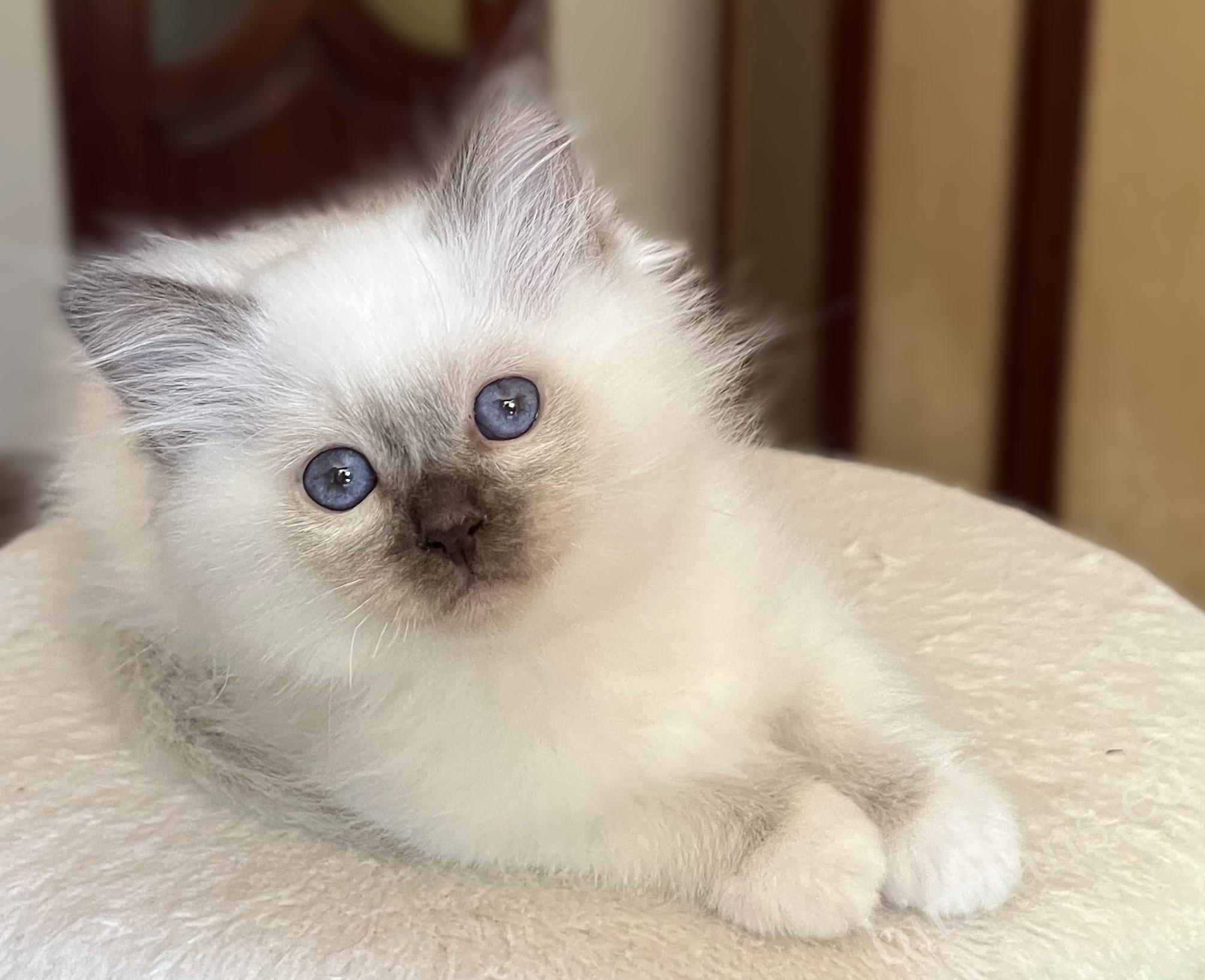 Saba Vela csokoládé point Birman kiscica 8 hetesen, gyönyörű szemekkel és elegáns megjelenéssel