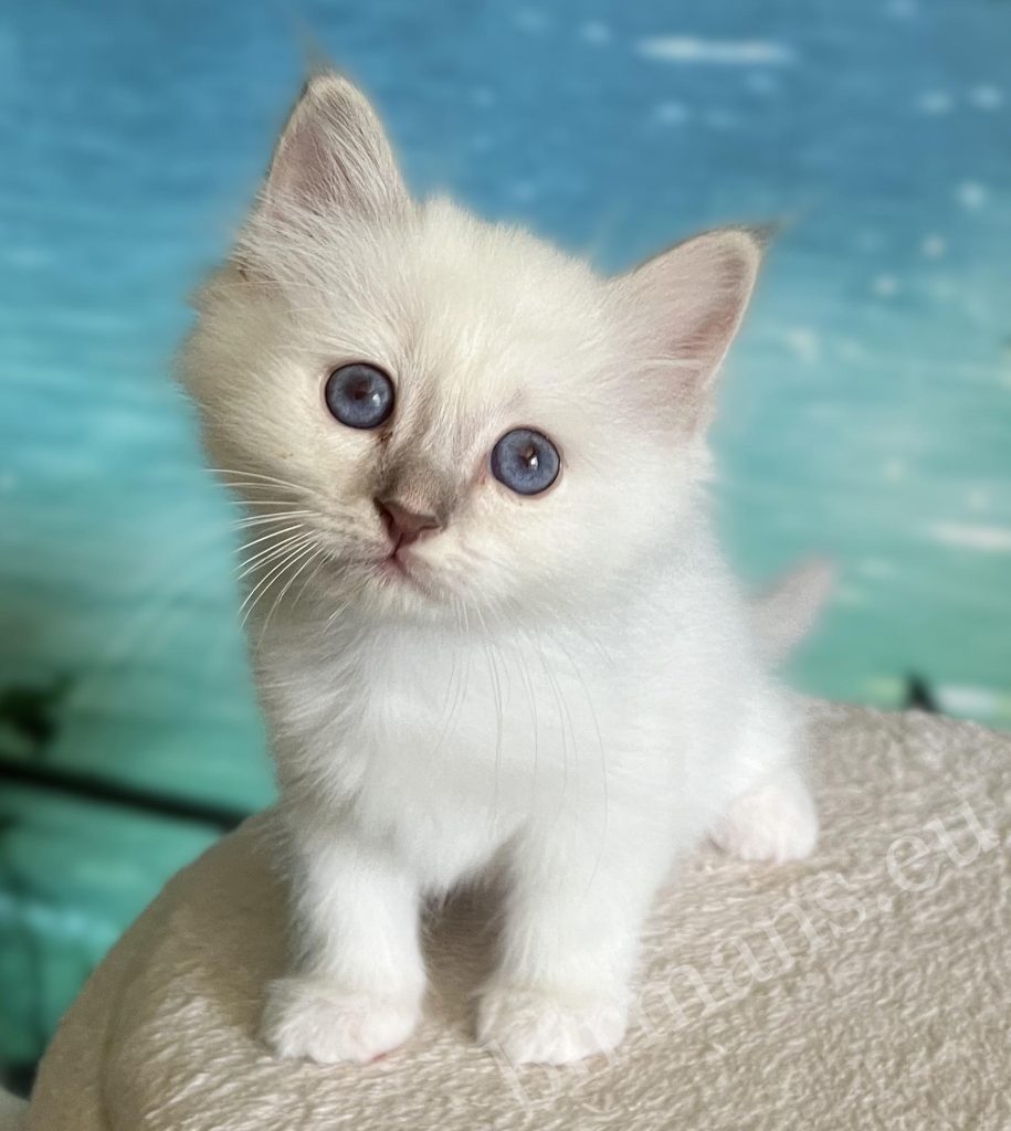 Elérhető Lilac Tabby Szent Birman kandúr kölyök, Saba Bentley, szemből áll