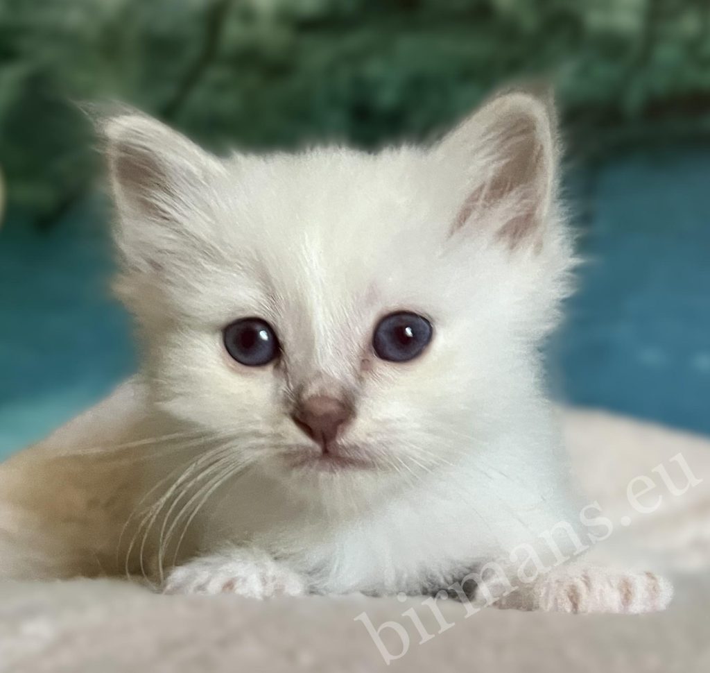 Elérhető Saba Bentley Sacred Birman kiscica portréja