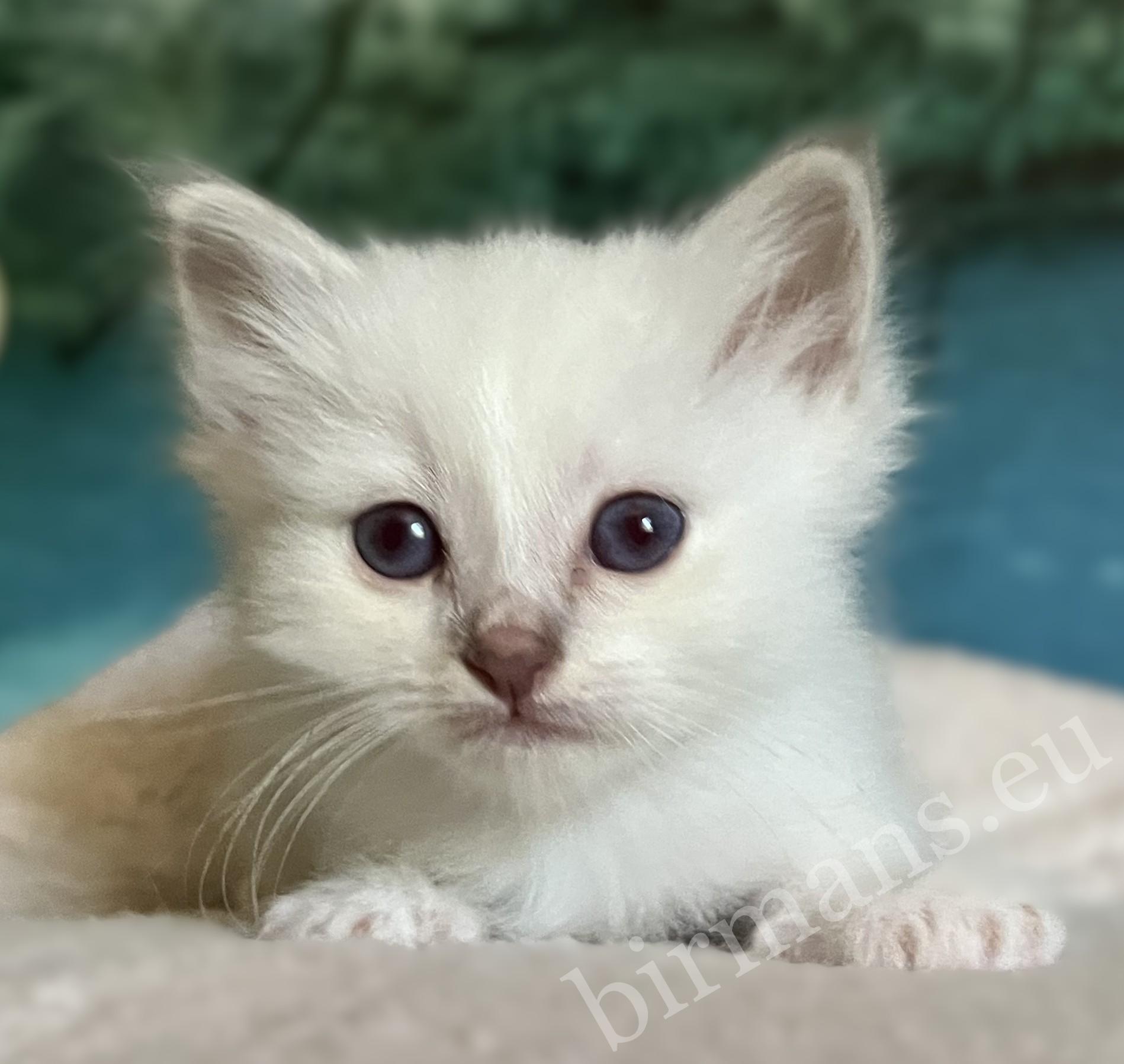 Elérhető Saba Bentley Sacred Birman kiscica portréja