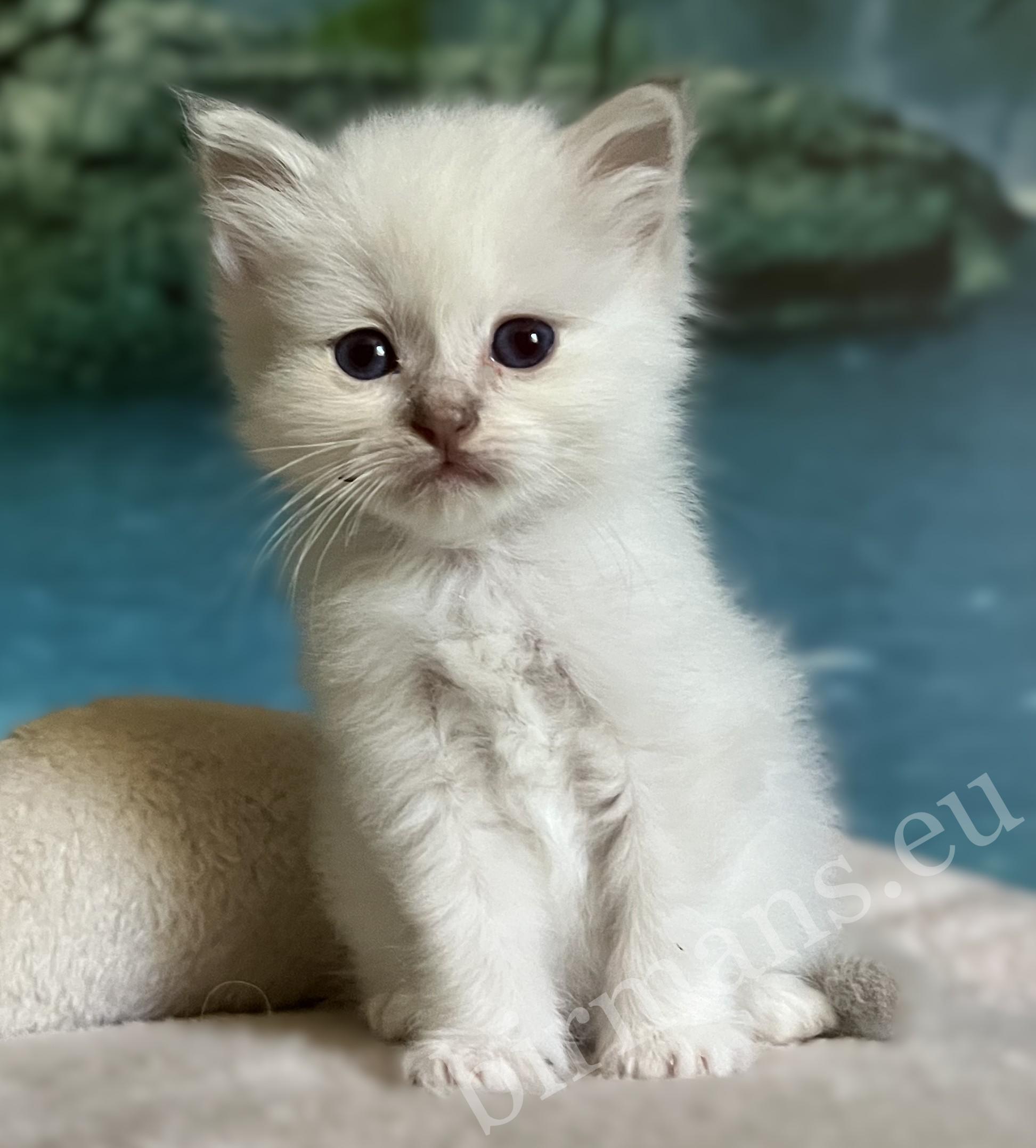 Saba Bianca elérhető lila Sacred Birman nőstény kiscica szemből ülve