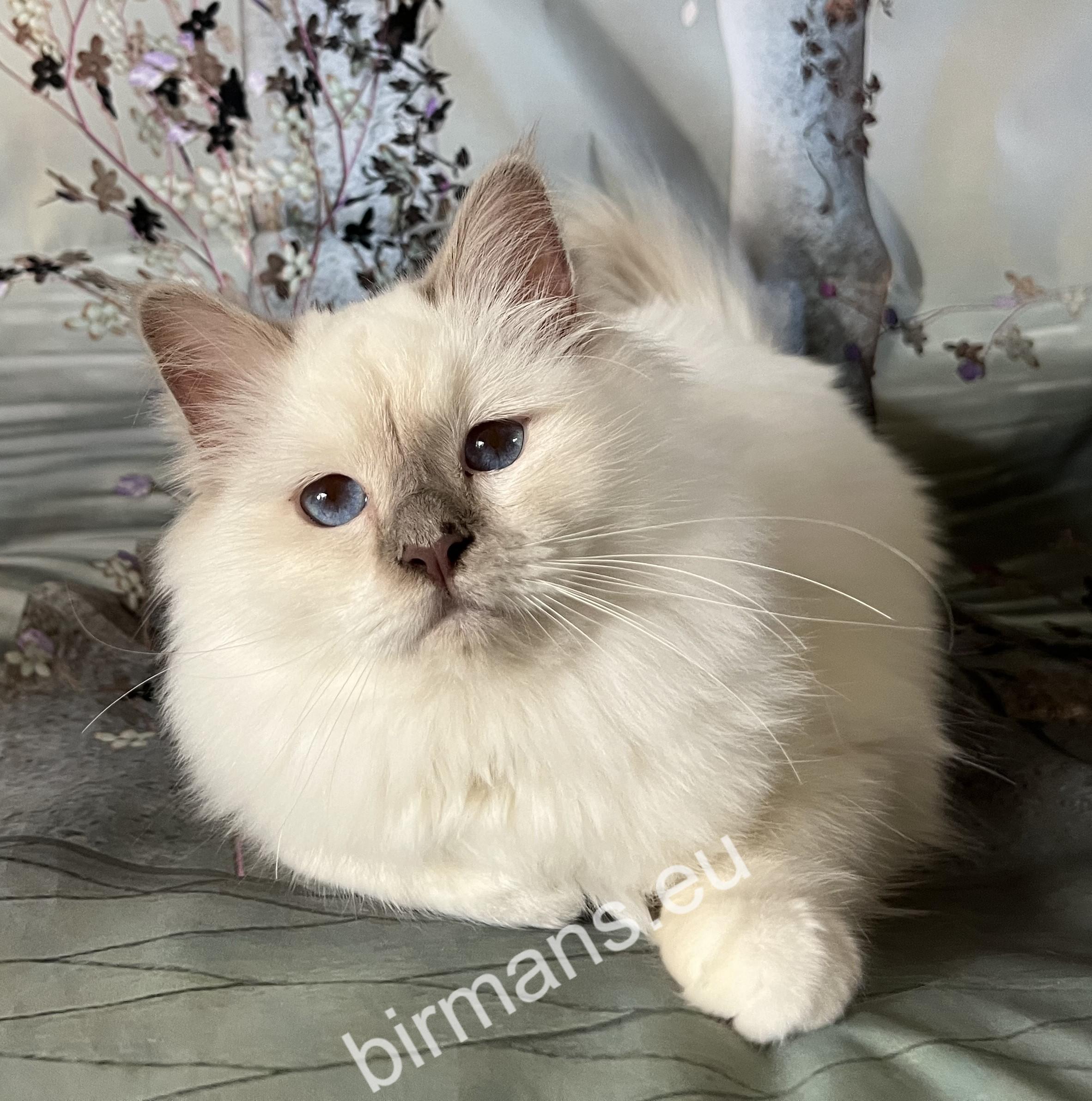 ICH Saba Wanda nemzetközi bajnok Birman nőstény macska, a Saba Birman tenyésztési program kiemelkedő képviselője