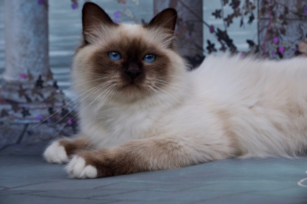 Alba-Feles Darcy of Saba, seal point Birman kandúr, nemzetközi nagybajnok