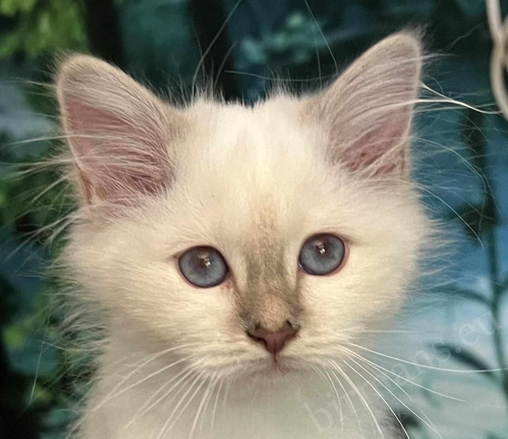 Saba Bianca elérhető lilac cirmos Birman kölyök különleges kék szemekkel