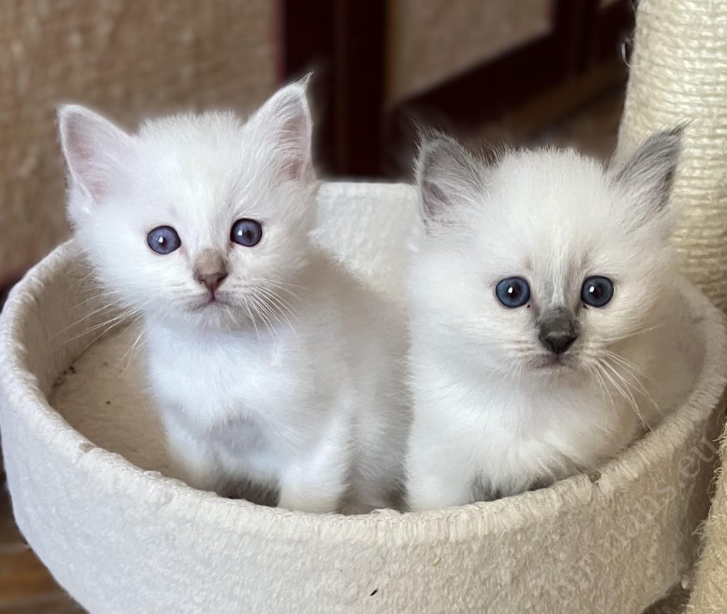 Sacred Birman kölyök testvérpár együtt néz a kamerába