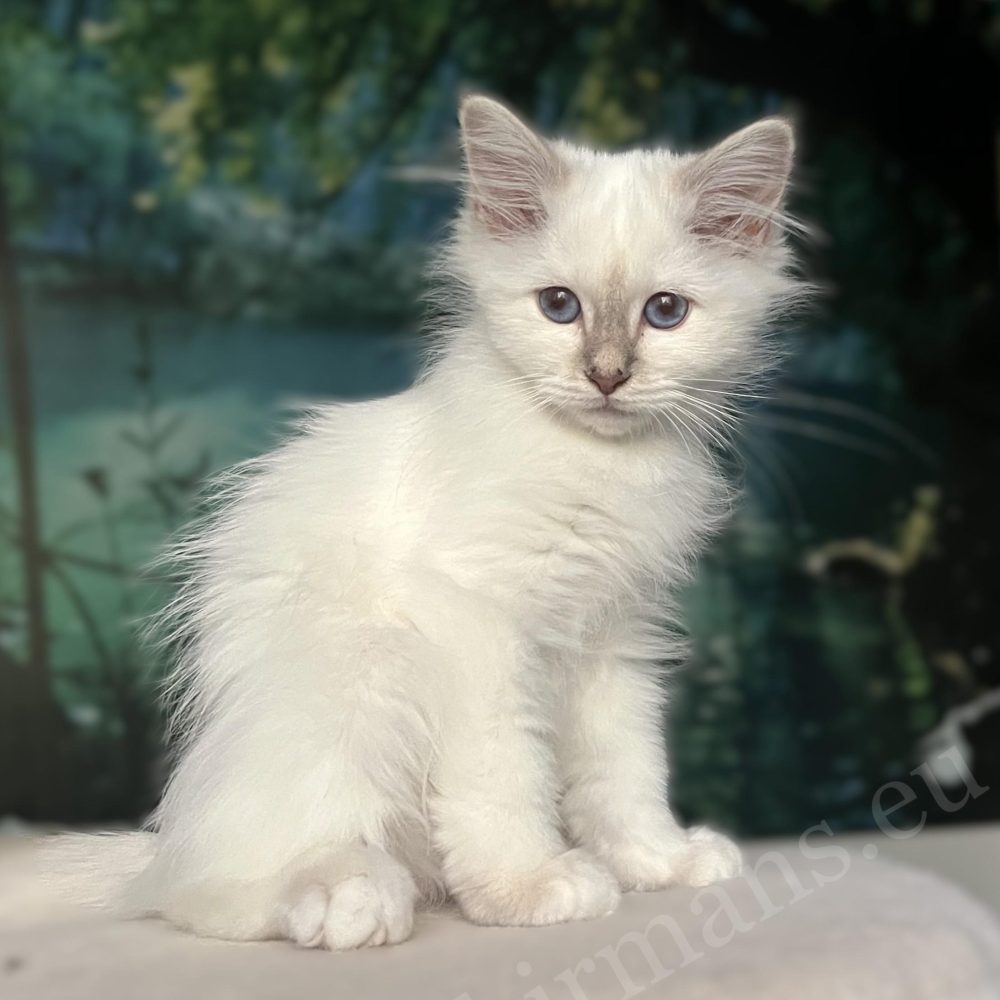 Saba Bianca lilac cirmos nőstény Birman kiscica, oldalról ülő portré