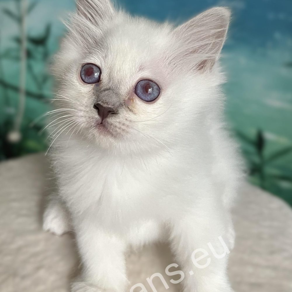 lila point Birmán kölyök ülő pózban kaparón – Saba Urielle