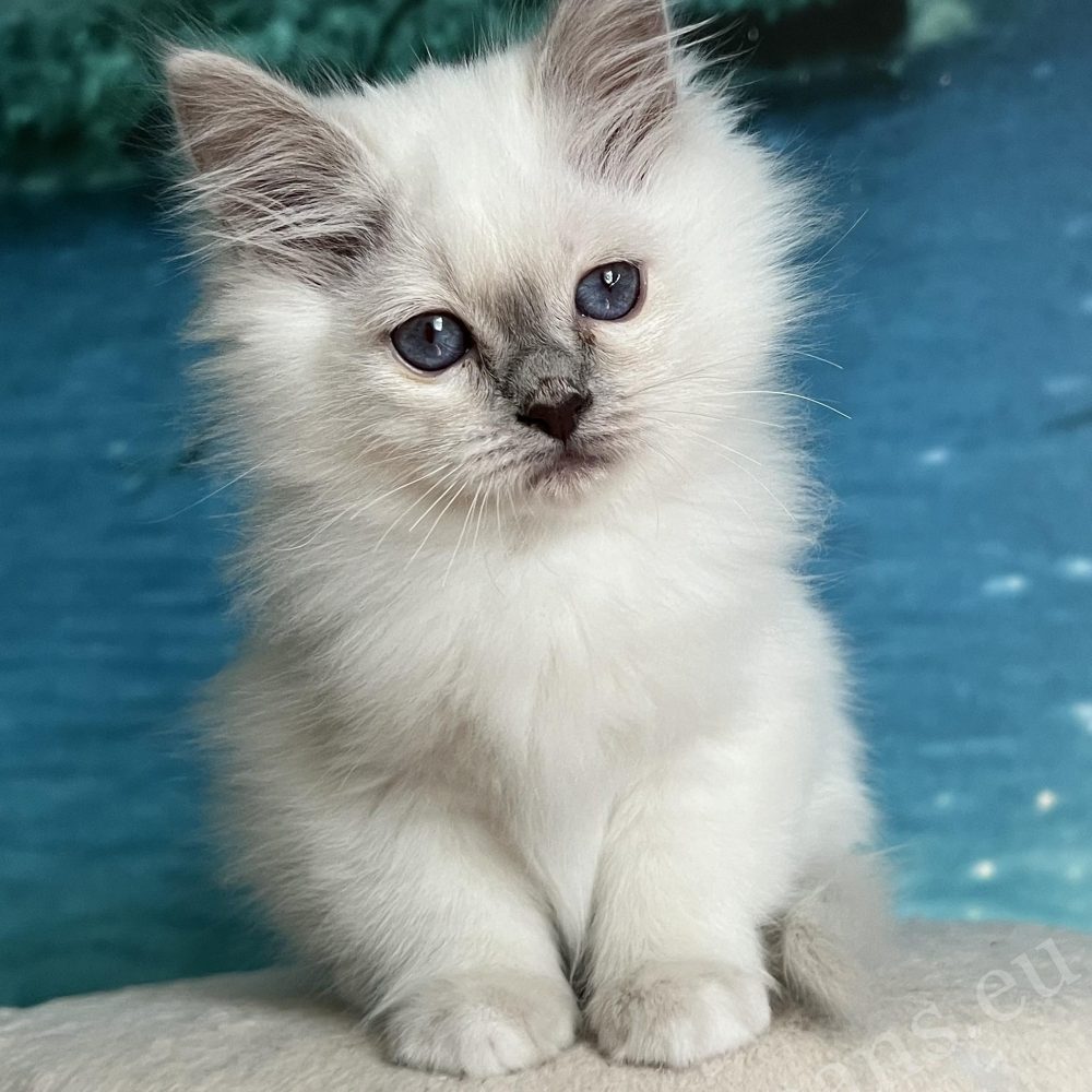 Saba Urielle lila pont színű burmai szent templommacska kölyök kék szemekkel portré