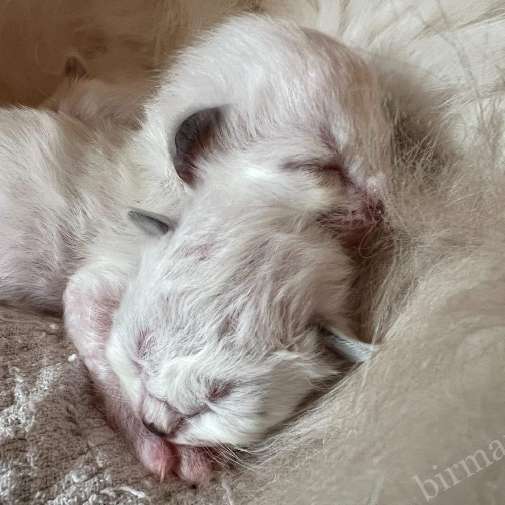 Saba Birman Sophia újszülött Sacred Birman kiscicái a Saba Világban testvérek