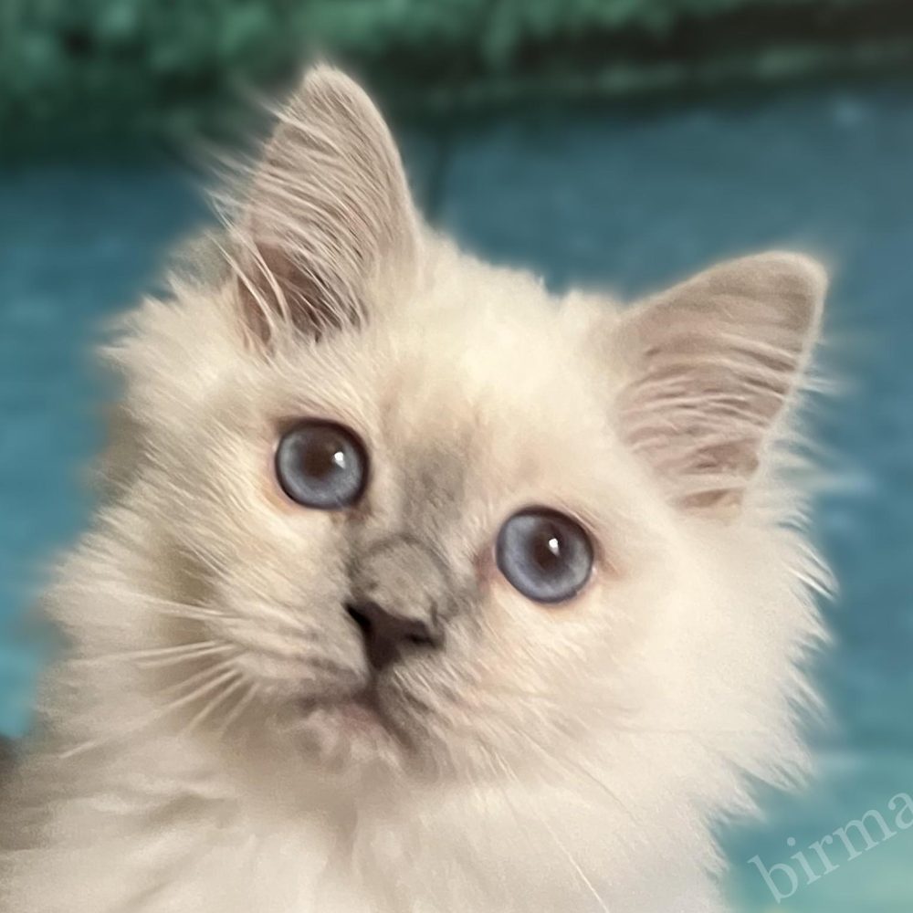 Saba Urielle lila pont burmai kiscica közeli portré – mélykék szemek