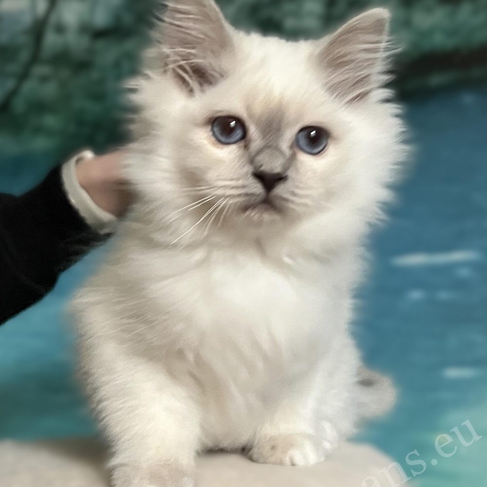 Saba Urielle lila pont kiscica ülve, simogatás közben