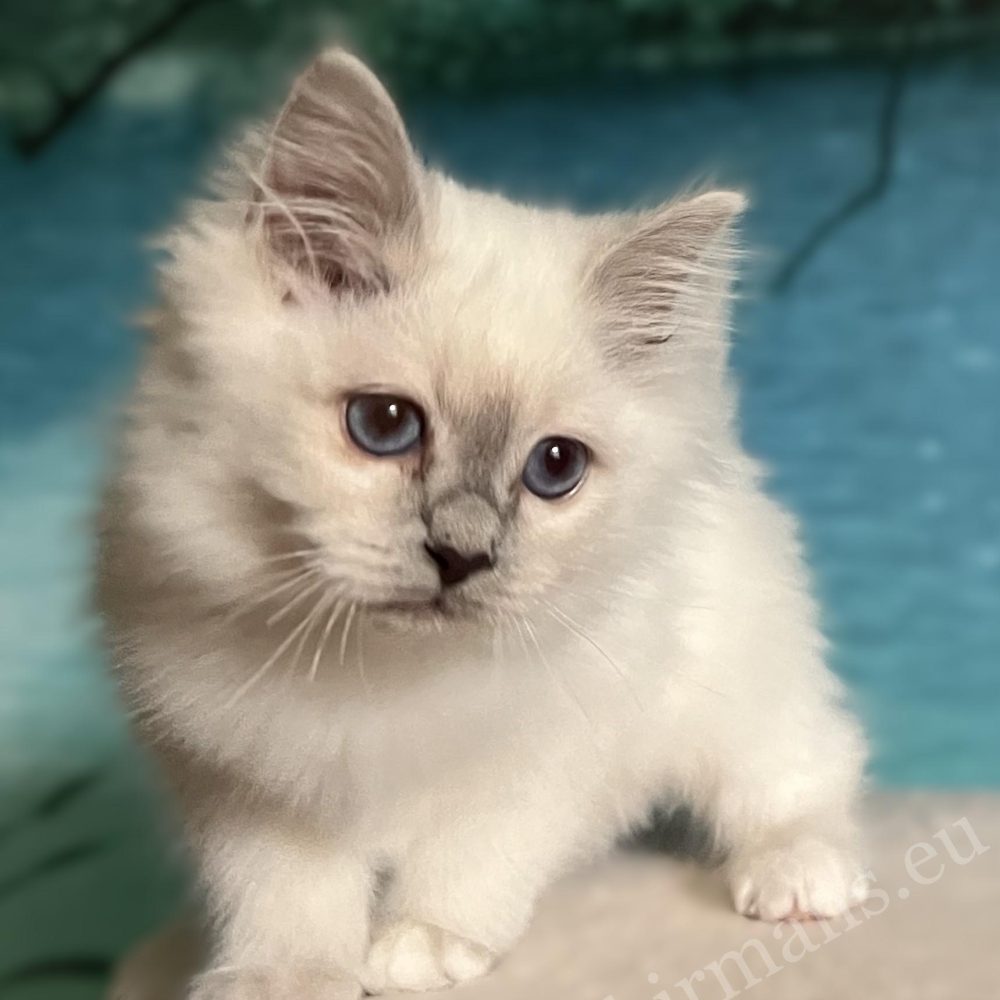 Saba Urielle lila pont kiscica oldalra néz – profil nézet