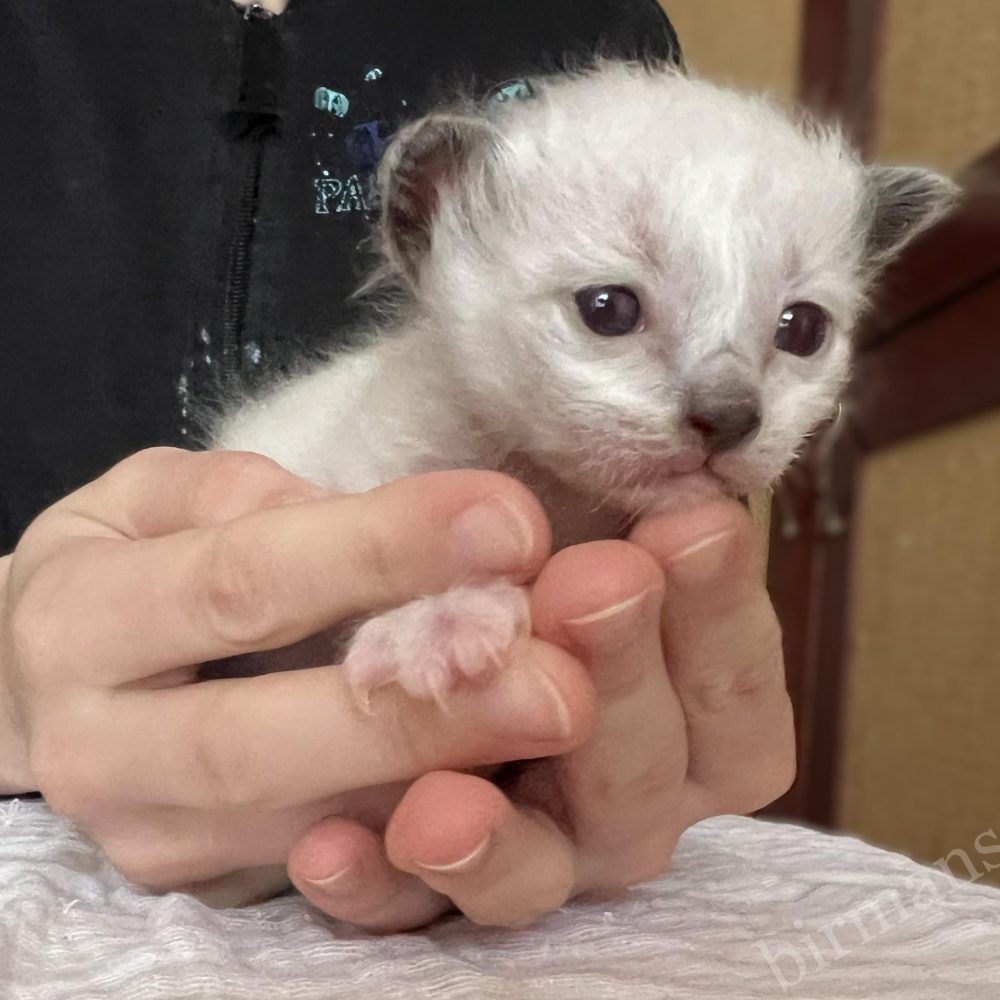 Sophia alom 3 hetes Saba Birman kiscica összezárt tenyérben tartva