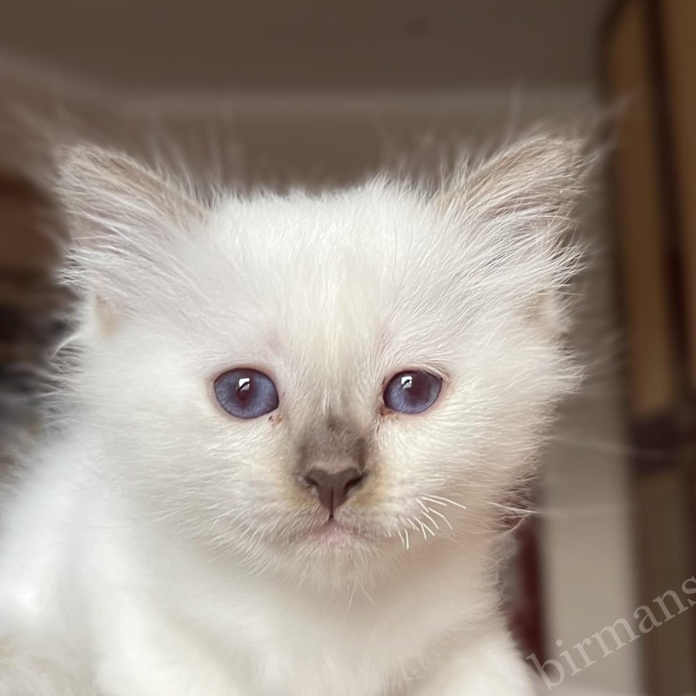 Saba Vela Birman kiscica természetes fényben, otthoni környezet, nyugodt karakter