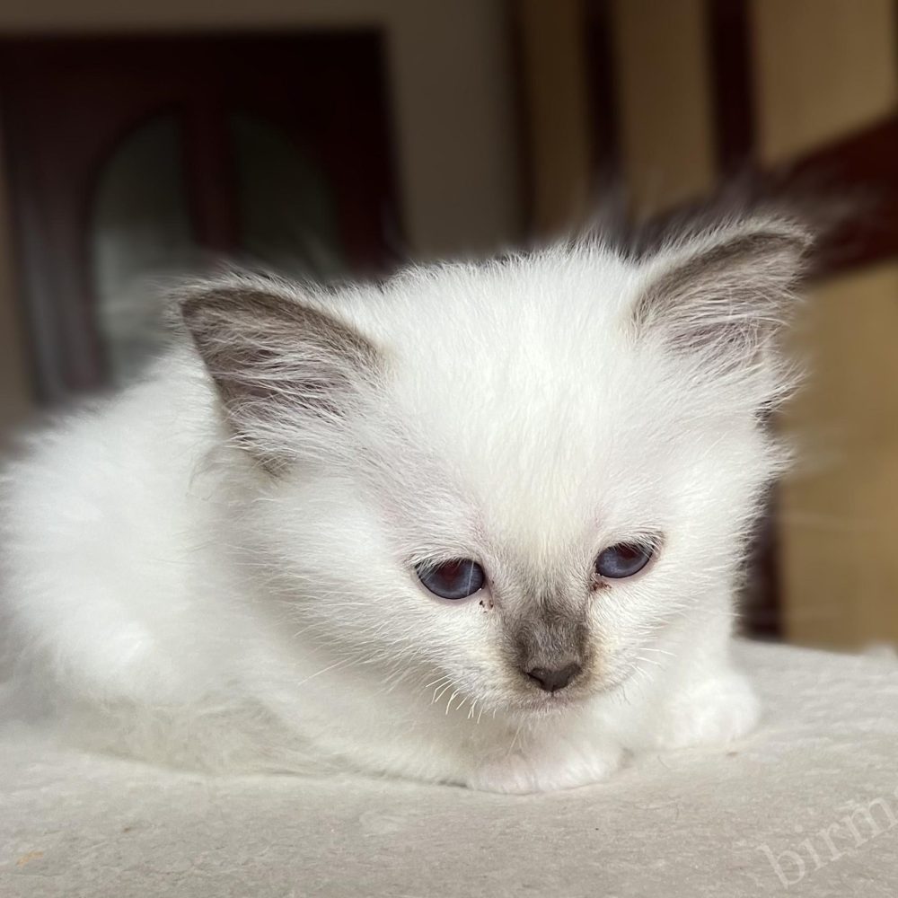 Saba Vela Birman nőstény kiscica pihenés közben, nyugodt, nem domináns természet