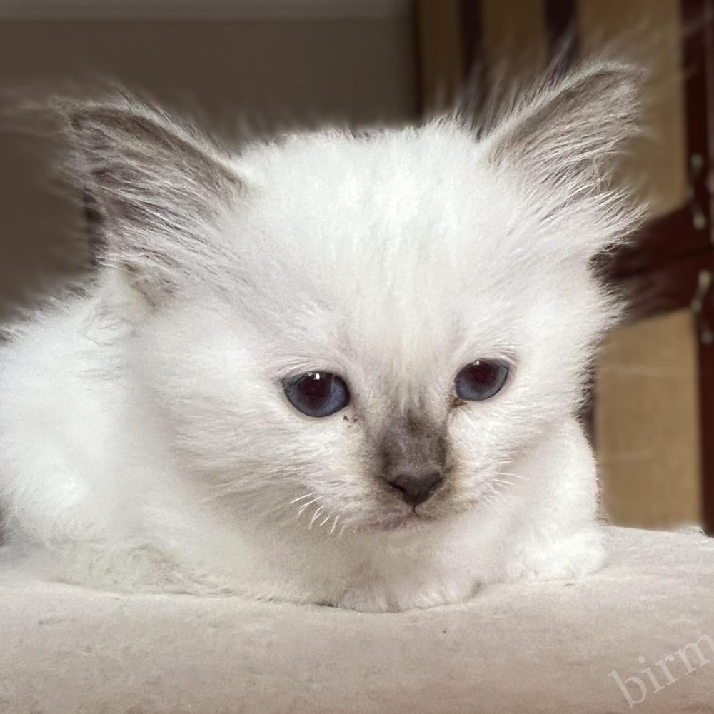 Saba Vela csoki point Birman nőstény kiscica portré, lágy tekintet