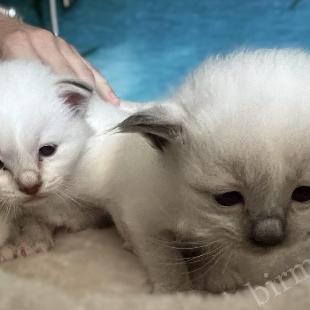 Saba Birman Y5 alom kiscicák a kaparófa tetején, nyitott szemek