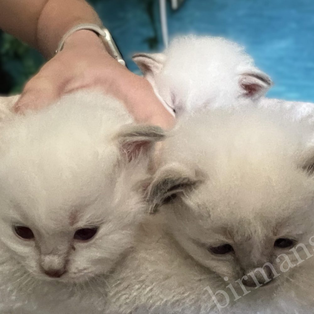 Y5 Birman kiscicák együtt játszanak, aktív fejlődési szakasz