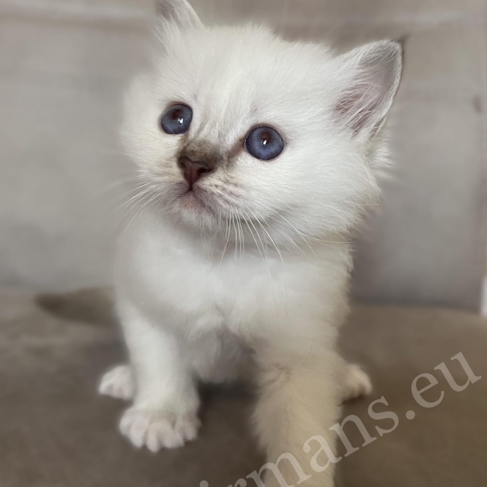 Saba Willow csoki cirmos Birman nőstény kiscica ülő pózban