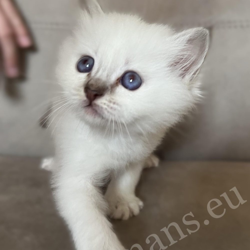 Saba Willow csoki cirmos Birman nőstény kiscica elöl lévő tappancsokkal