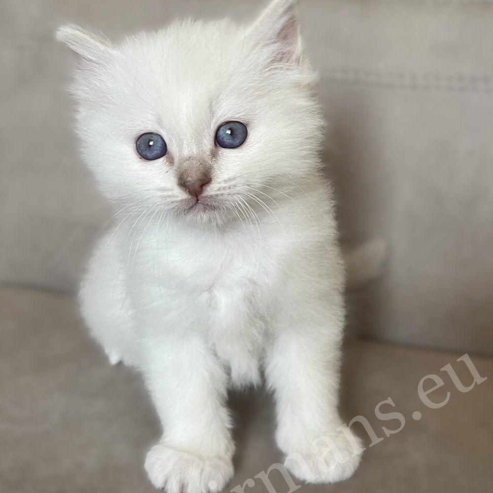 Saba Whisper lila cirmos Birman kandúr kiscica ülő pózban