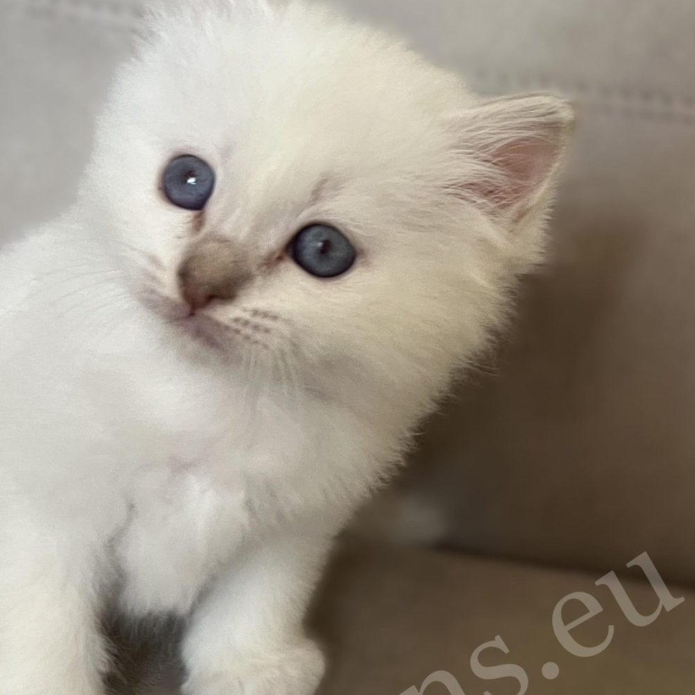 Saba Whisper lila cirmos Birman kandúr kiscica kukucskálva