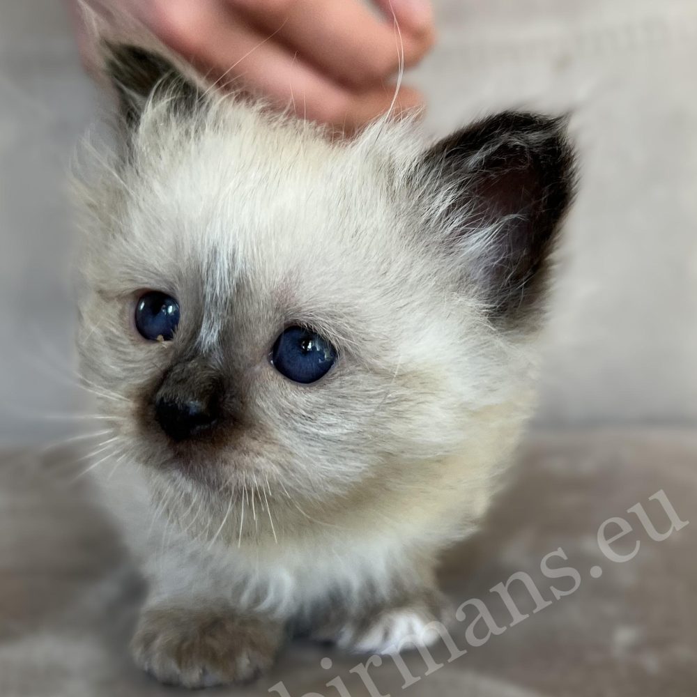 Saba Xylo fóka pont Birman kandúr kiscica simogatás közben