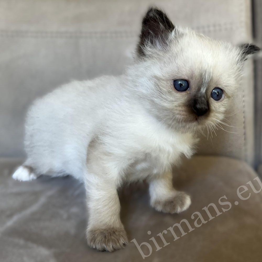 Saba Xylo fóka pont Birman kandúr kiscica álló pózban