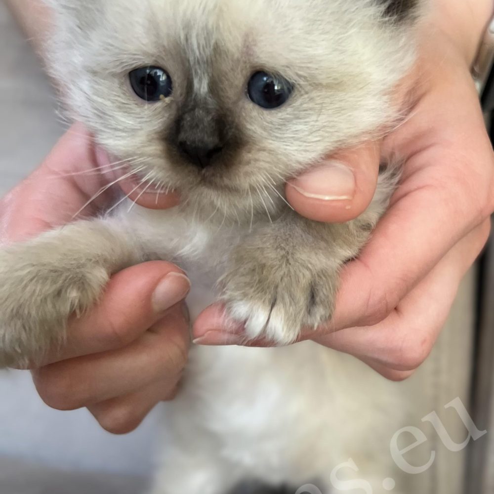 Saba Xylo fóka pont Birman kandúr kiscica kézben tartva