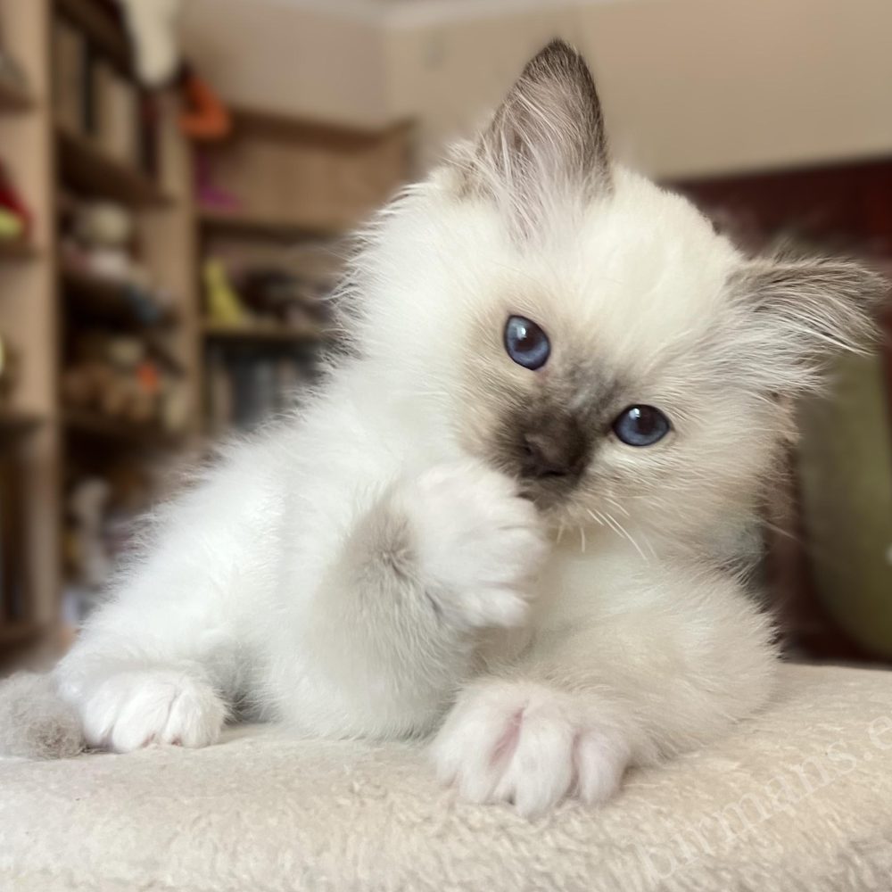 Saba Vela csokoládé point Birman kiscica 8 hetesen fekve, talpát nyalja