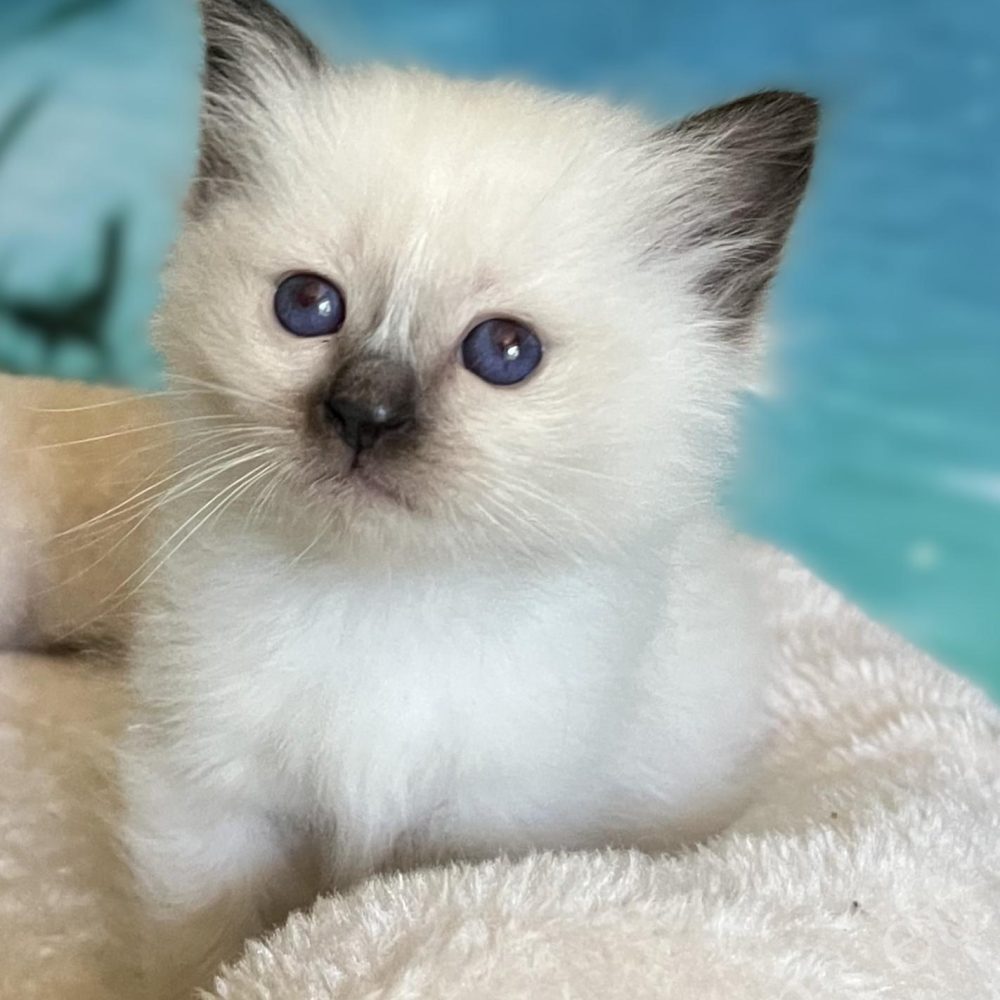 Saba Yuna elérhető fóka point Sacred Birman nőstény kölyök a kaparó tetején ülve