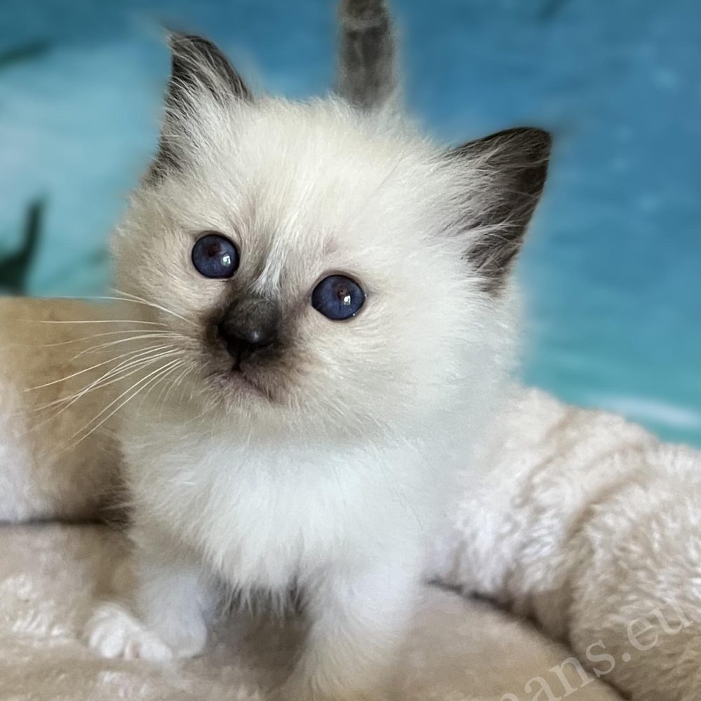 Saba Yuna elérhető fóka point Sacred Birman nőstény kölyök a kamerába néz