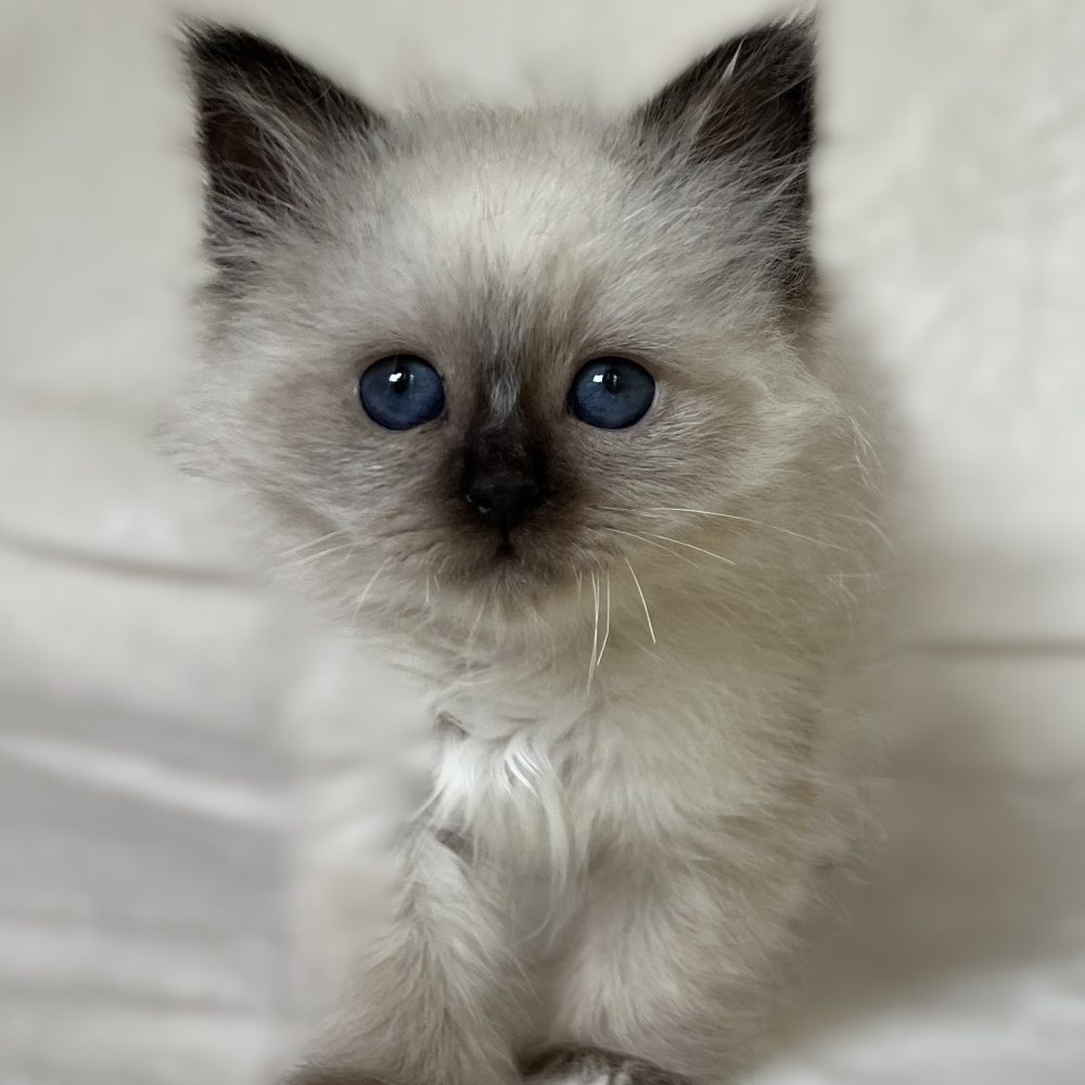 Elérhető Saba Xylo fóka point Sacred Birman kandúr kiscica álló pózban mélykék szemekkel