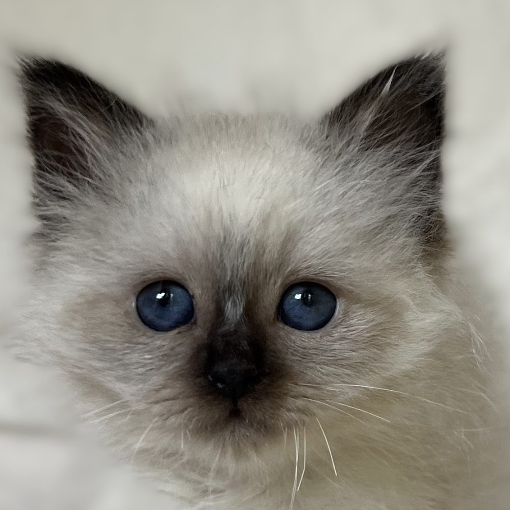 Elérhető és foglalható Saba Xylo fóka point Sacred Birman kandúr kiscica közeli szem fókusz képen mélykék szemekkel