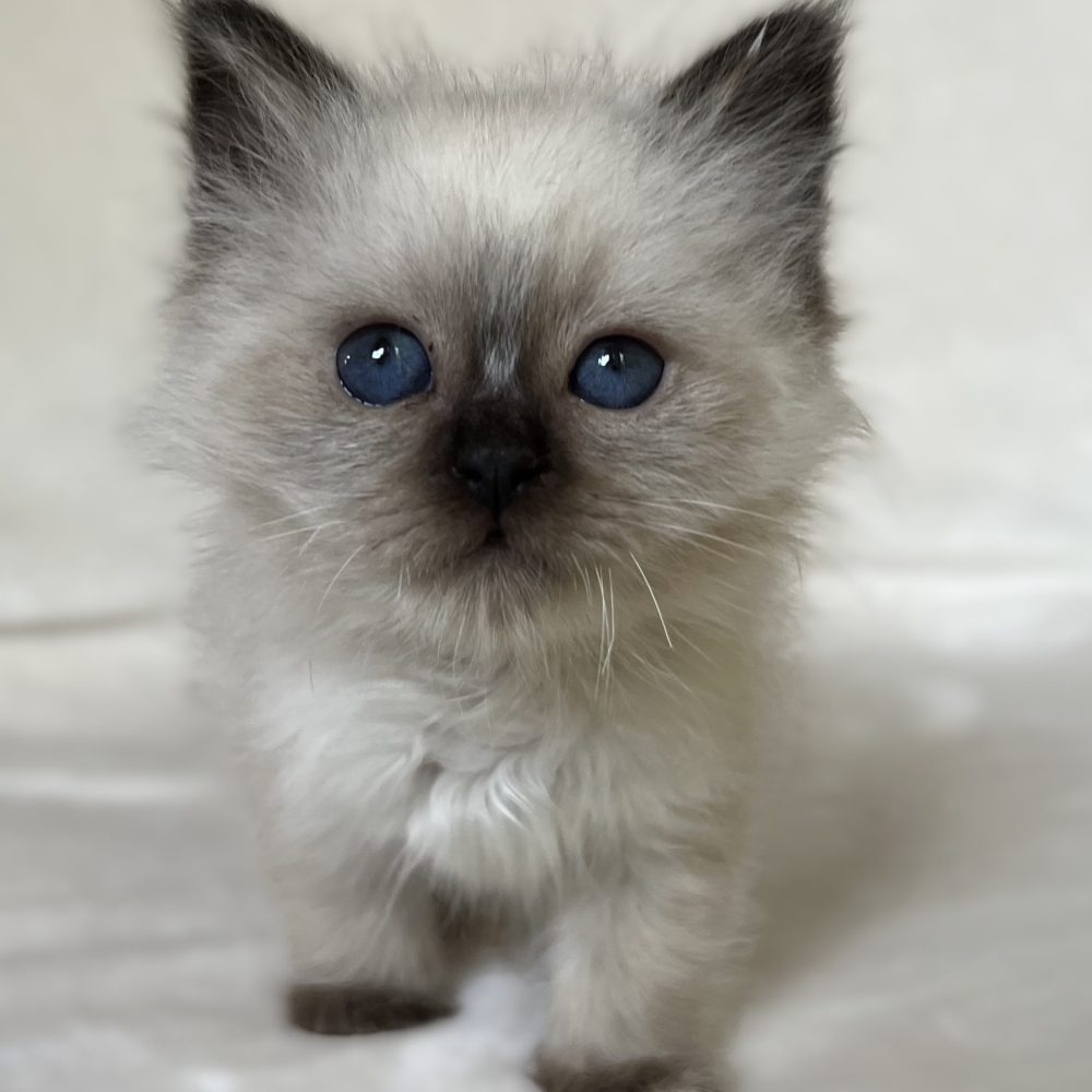 Elérhető és foglalható Saba Xylo fóka point Sacred Birman kandúr kiscica közelről szemből fotózva mélykék szemekkel