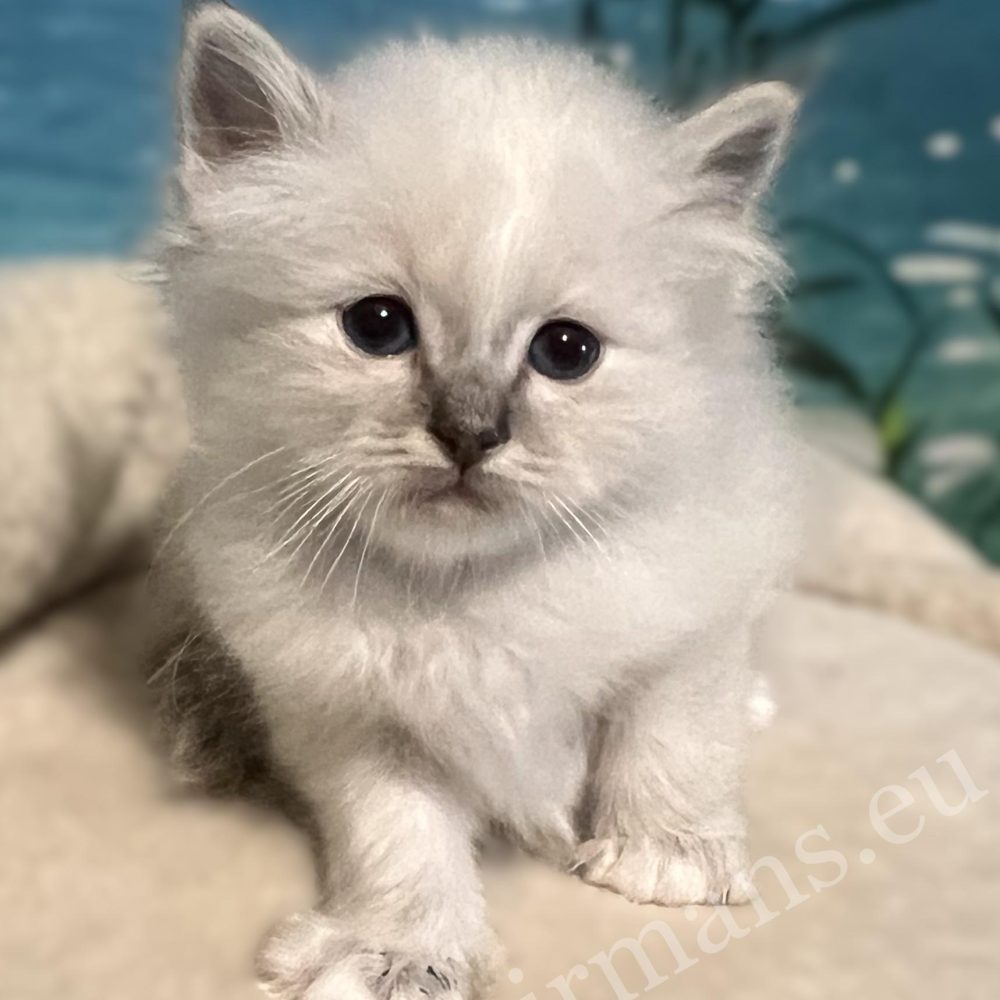 Saba Bastian elérhető és foglalható Sacred Birman kiscica közeli portréja.