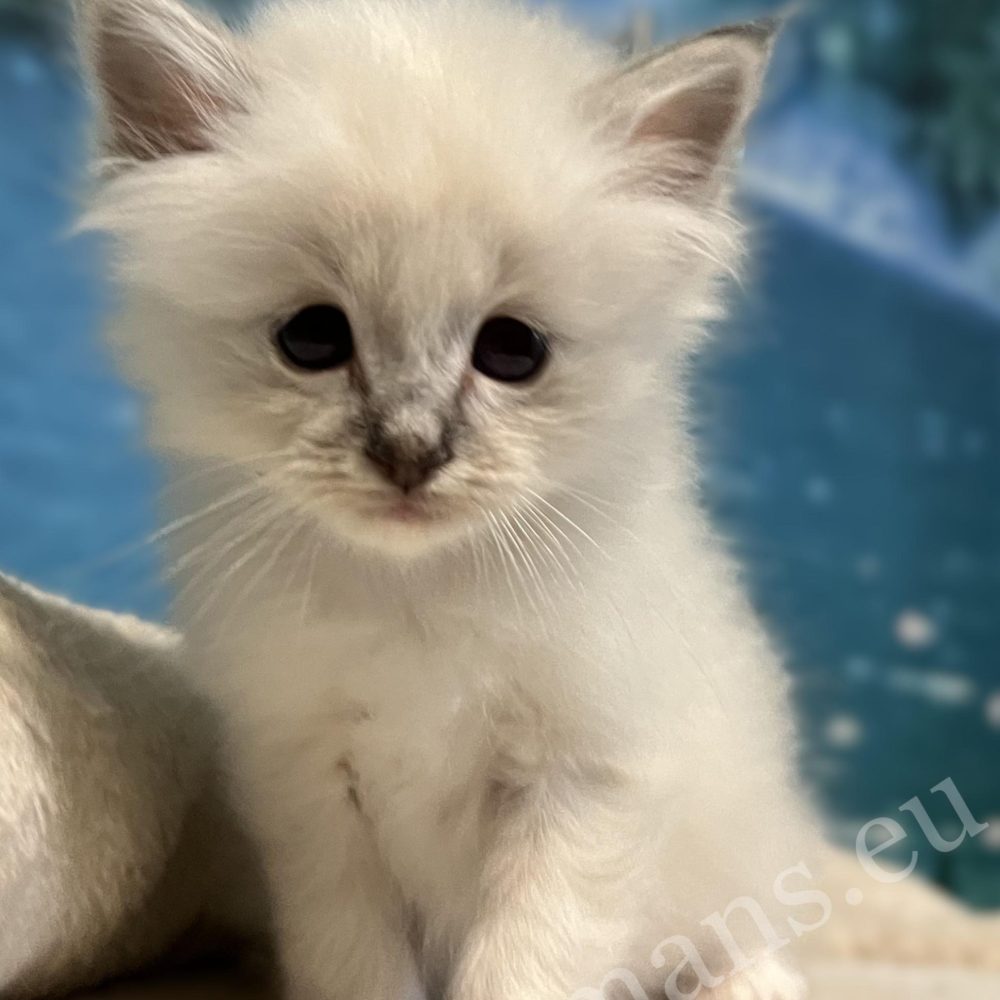 Saba Bastian elérhető és foglalható Sacred Birman kiscica a kaparó tetején ül.