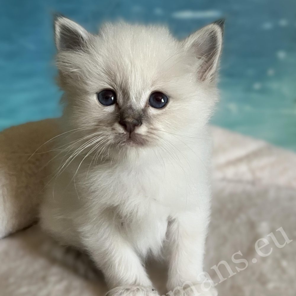 Saba Bastian elérhető és foglalható Sacred Birman kiscica ülve, látható cirmos mintázattal.