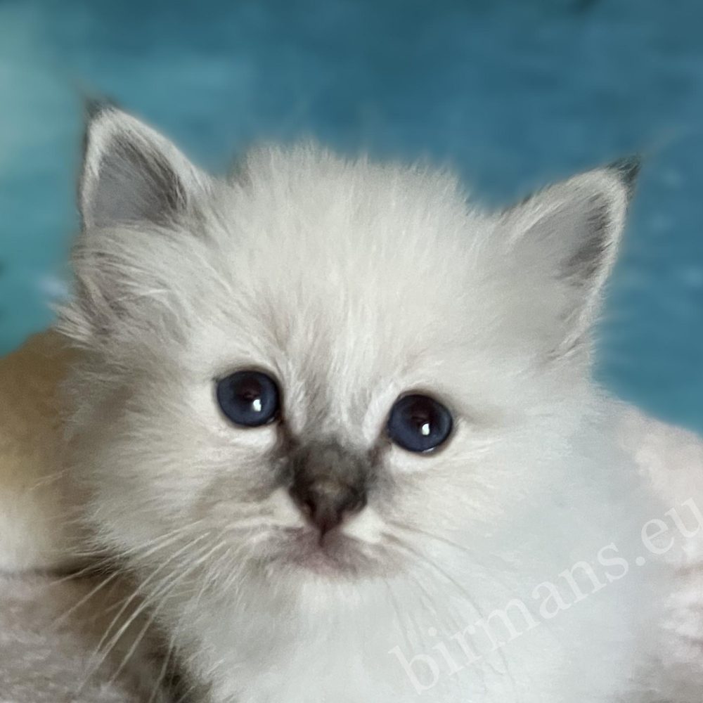Saba Bastian elérhető és foglalható Sacred Birman kiscica közeli portréja kék szemekkel.