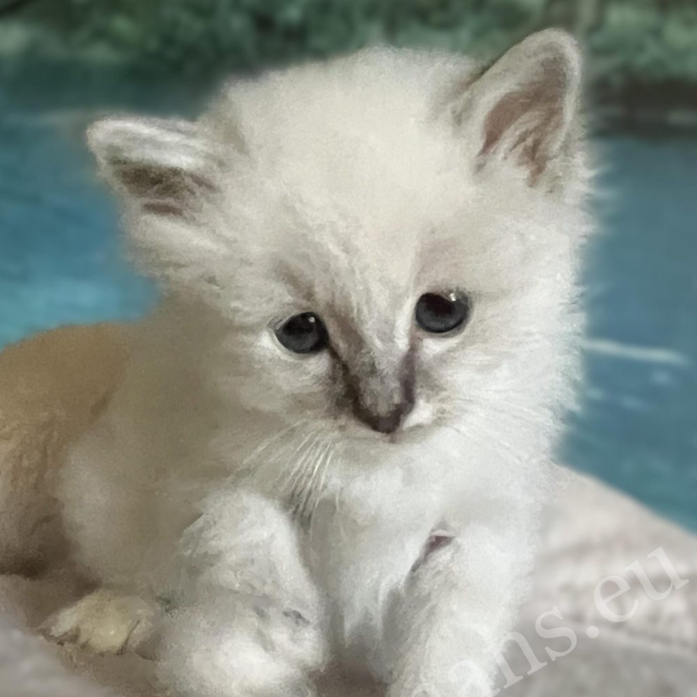 Saba Bastian elérhető és foglalható Sacred Birman kiscica a kamerába nézve.