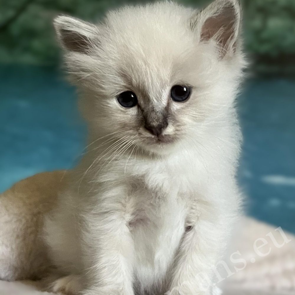 Saba Bastian elérhető és foglalható Sacred Birman kiscica elmélázva ül.