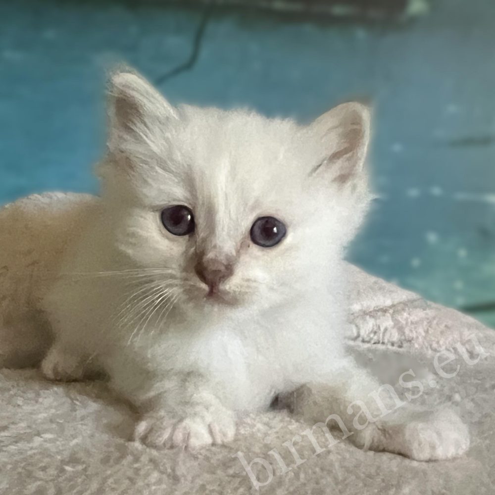 Elérhető, Saba Bentley Sacred Birman kiscica szemből fekve
