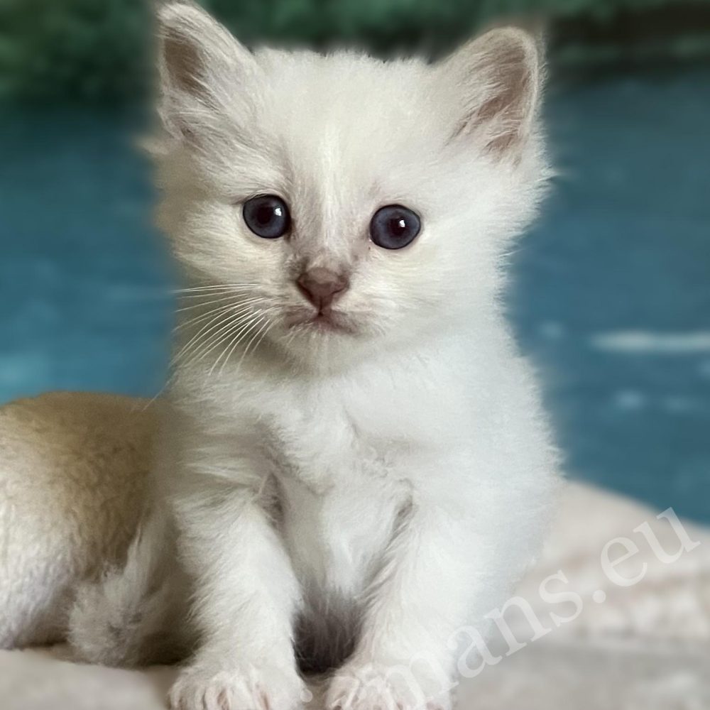 Saba Bentley Sacred Birman kiscica szemből ülve foglalható
