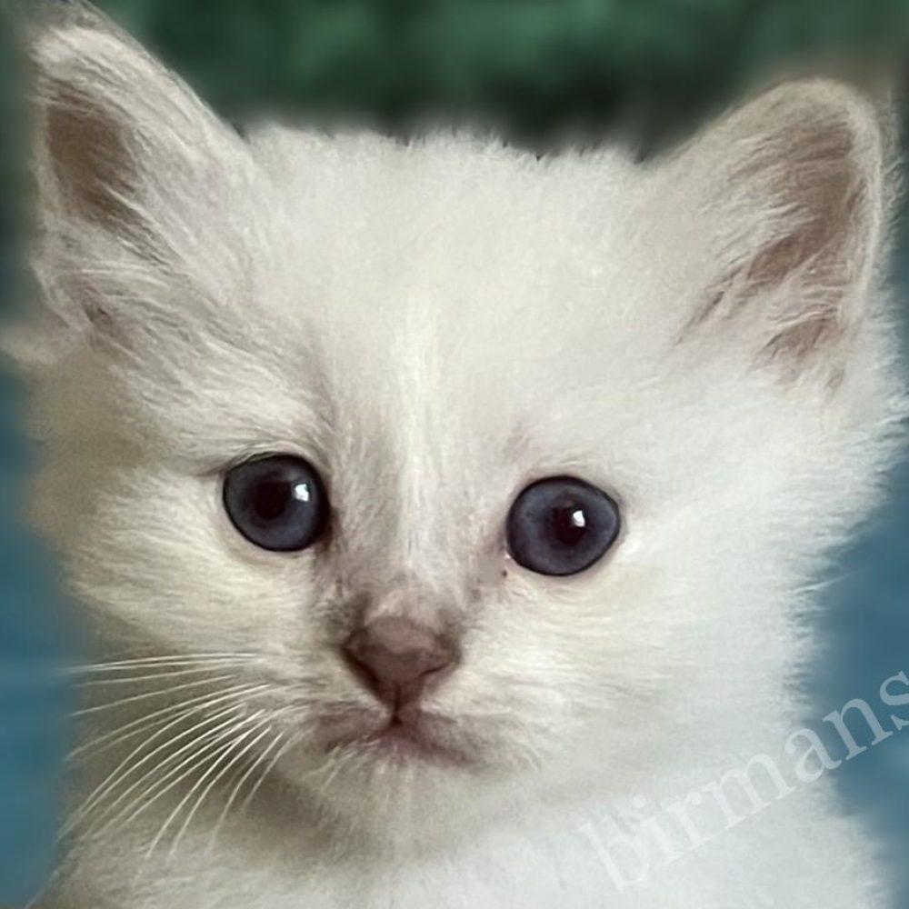 foglalható, Saba Bentley Sacred Birman kiscica közeli portréja