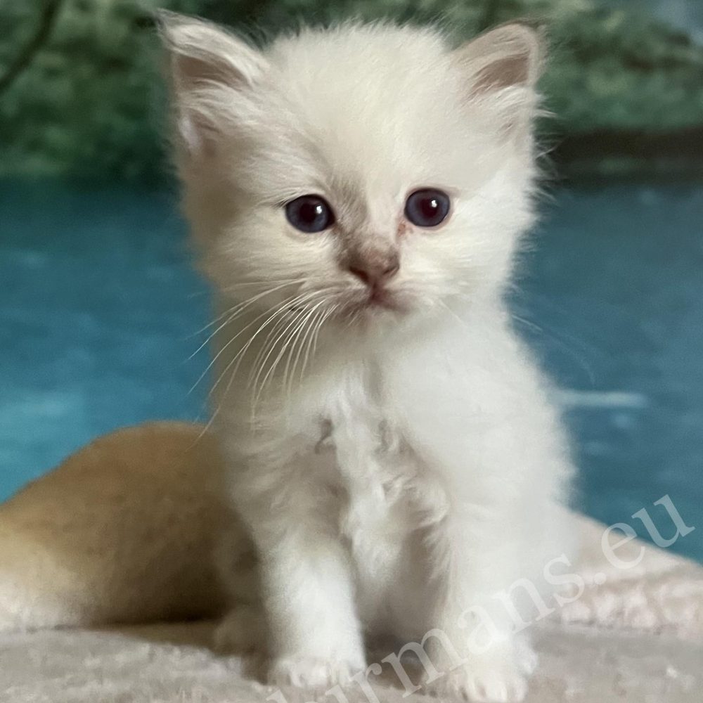Saba Bianca elérhető lila Sacred Birman nőstény kiscica szemből ülve
