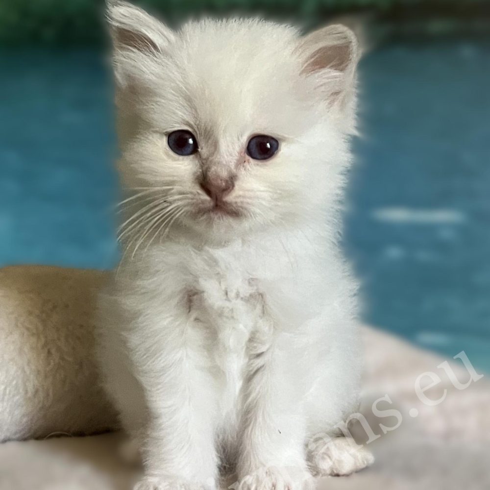 Saba Bianca foglalható lila Sacred Birman nőstény kiscica ülő portréja