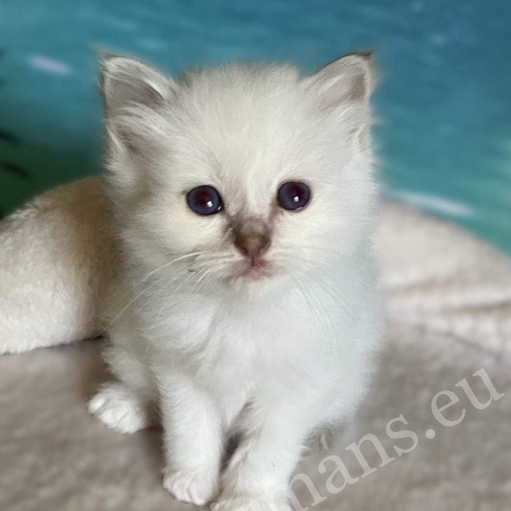 Saba Bianca elérhető lila Sacred Birman nőstény kiscica fekve