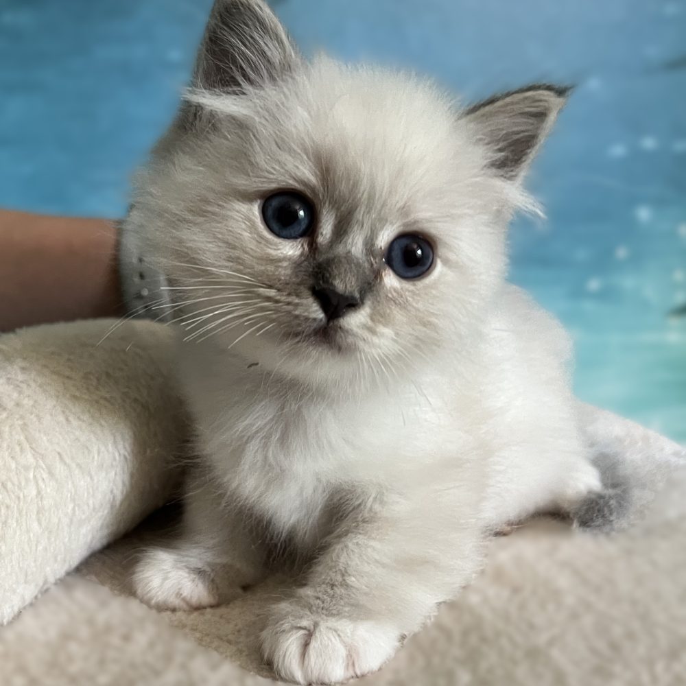 Saba Zeno elérhető kék cirmos Sacred Birman kandúr ülve figyelmesen biccenti a fejét.