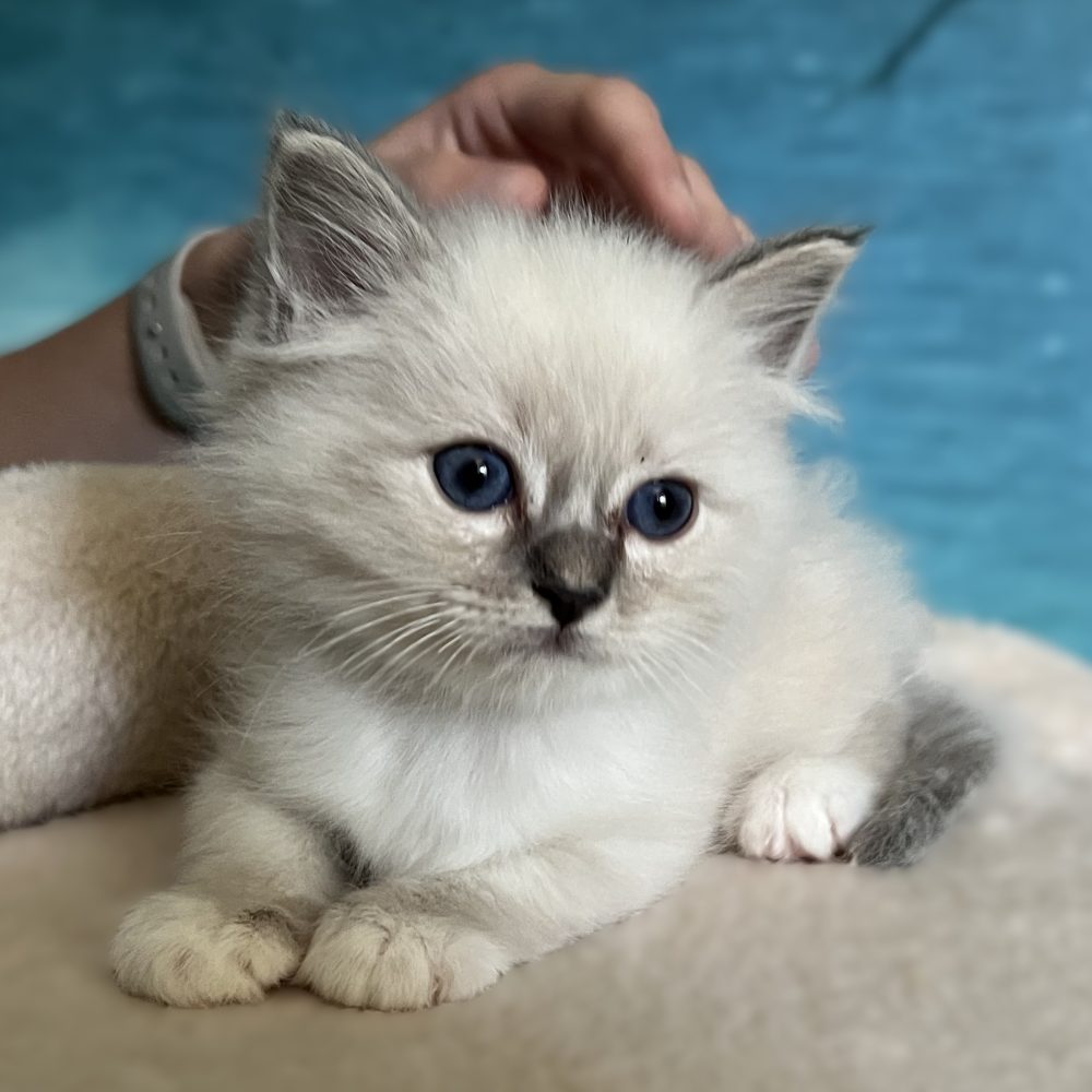 Saba Zeno kék cirmos Sacred Birman kandúr nyugodtan fekszik és élvezi a simogatást. Jelenleg foglalható.